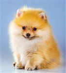 Pomeranian playpen top